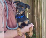 Small #2 Dachshund-Italian Greyhound Mix