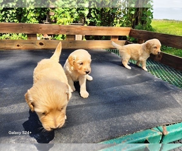Medium Photo #5 Goldendoodle Puppy For Sale in LEON, KS, USA