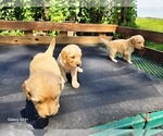 Small #4 Goldendoodle