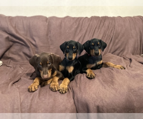 Medium Photo #3 Doberman Pinscher Puppy For Sale in HATTIESBURG, MS, USA