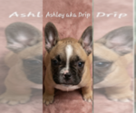 Puppy Ashley aka Drip French Bulldog