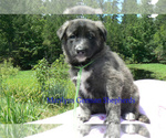 Small #3 German Shepherd Dog