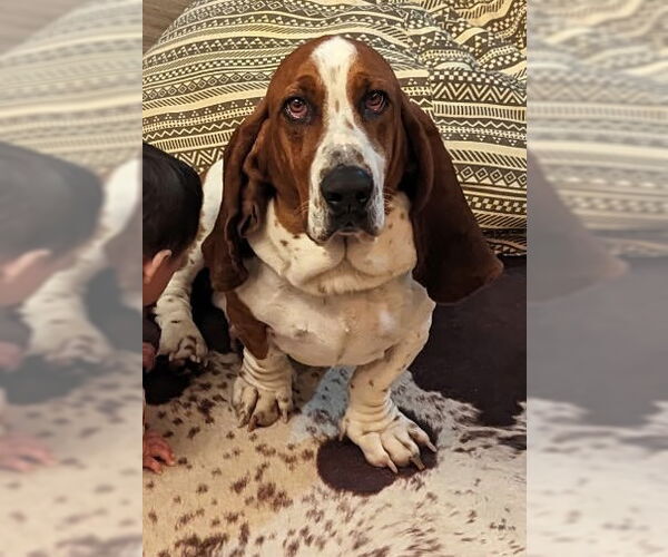 Medium Photo #1 Basset Hound Puppy For Sale in Petaluma, CA, USA