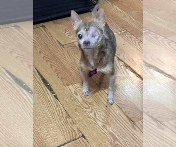 Medium Photo #4 Chihuahua-Unknown Mix Puppy For Sale in Spring Lake, NC, USA