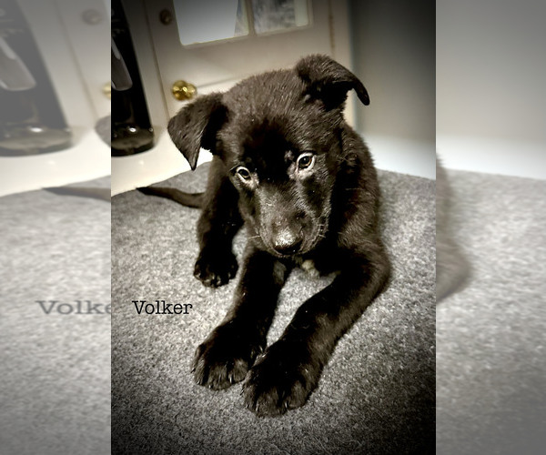 Medium Photo #1 Malinois Puppy For Sale in RICHMOND, VA, USA