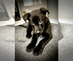 Puppy Volker Malinois