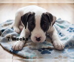 Jax - Male Boxador Dog for Adoption - Small photo