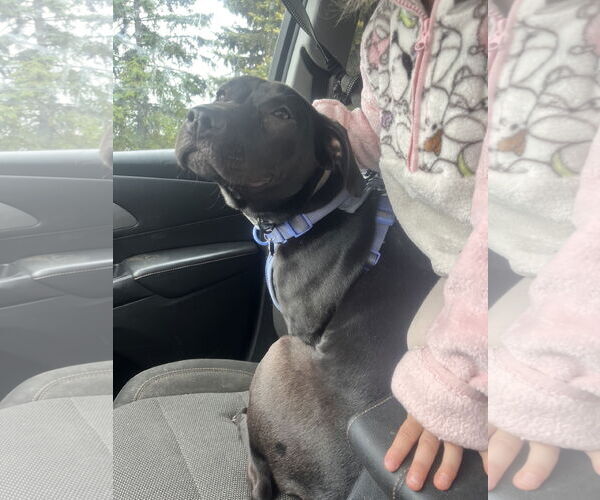 Medium Photo #10 Labrador Retriever-Unknown Mix Puppy For Sale in Princeton, MN, USA