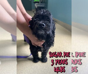 Mutt Dogs for adoption in Woodbury, NY, USA