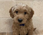 Puppy 1 Golden Labrador-Goldendoodle Mix