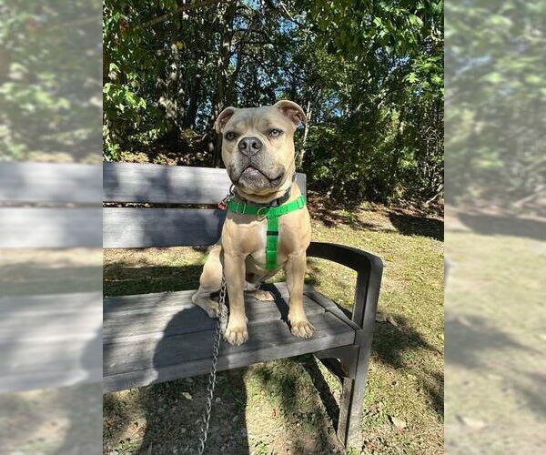 Medium Photo #15 American Staffordshire Terrier Puppy For Sale in Sayreville, NJ, NJ, USA