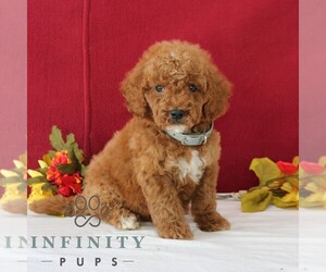 Goldendoodle Puppy for sale in GORDONVILLE, PA, USA