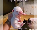 Small Photo #2 Dogo Argentino Puppy For Sale in JANE, MO, USA