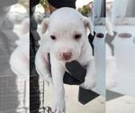 Small Mutt