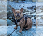 Small #1 French Bulldog