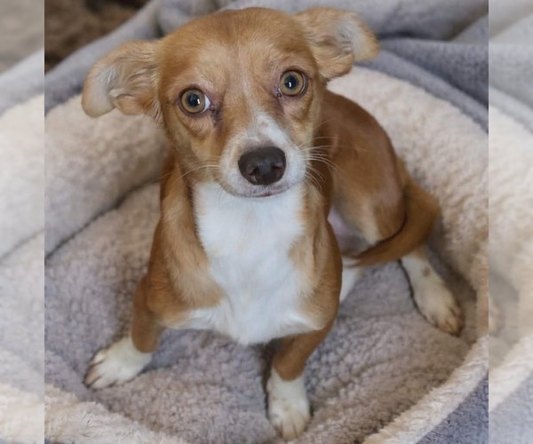 Medium Photo #1 Chihuahua-Unknown Mix Puppy For Sale in Minneapolis, MN, USA
