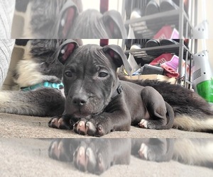 American Staffordshire Terrier Puppy for sale in NEWARK, NJ, USA