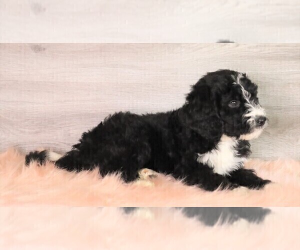 Medium Photo #4 Bernedoodle Puppy For Sale in FREDERICKSBG, OH, USA