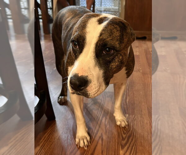 Medium Photo #3 Mutt Puppy For Sale in Boston, MA, USA