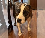 Small #2 Mutt