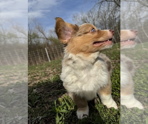 Medium Photo #10 Aussie-Corgi Puppy For Sale in ESPERANCE, NY, USA