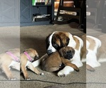 Small Photo #14 Mastiff-Saint Bernard Mix Puppy For Sale in KIMBOLTON, OH, USA