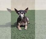 Small Chihuahua Mix
