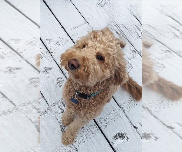 Medium Photo #1 Double Doodle Puppy For Sale in KALAMAZOO, MI, USA