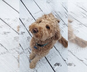 Mother of the Double Doodle puppies born on 06/17/2025