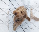 Small Photo #1 Double Doodle Puppy For Sale in KALAMAZOO, MI, USA