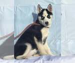 Small #2 Siberian Husky