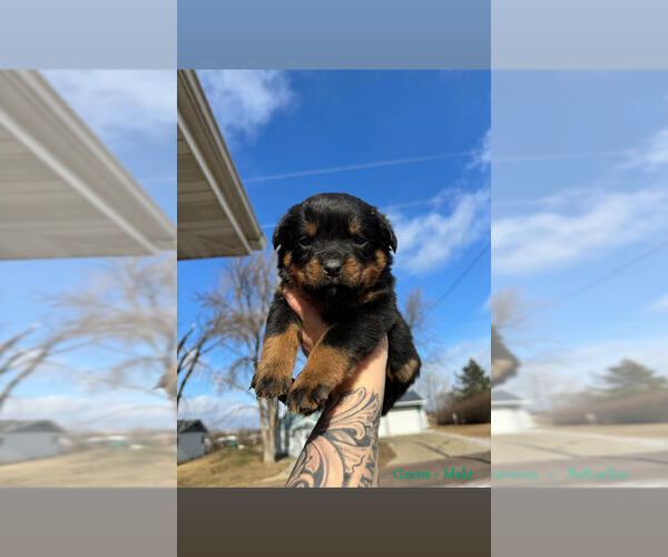 Medium Photo #5 Rottweiler Puppy For Sale in DOON, IA, USA