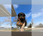 Puppy Dark Green Rottweiler