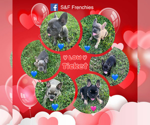French Bulldog Litter for sale in YELLVILLE, AR, USA