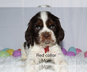 Cocker Spaniel Puppy for sale in INDEPENDENCE, IA, USA
