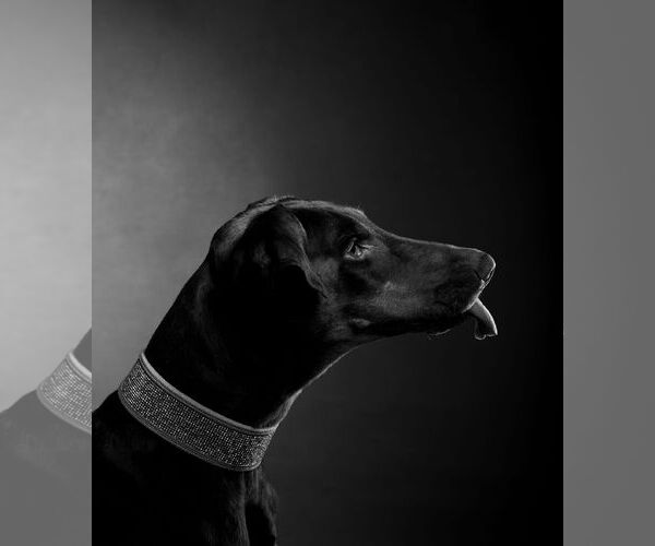 Medium Photo #14 Doberman Pinscher Puppy For Sale in Buffalo, MN, USA
