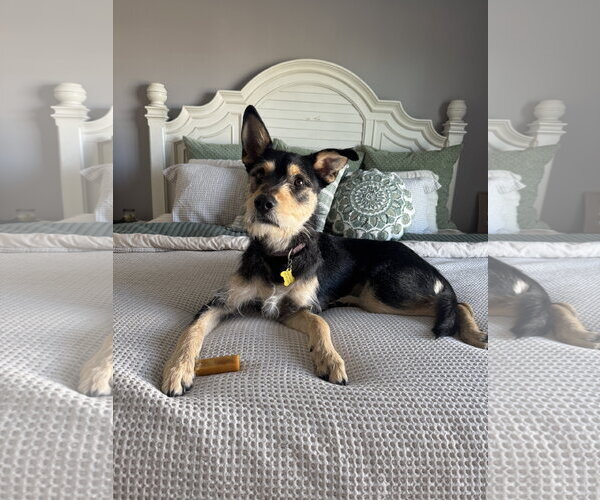 Medium Photo #6 Mutt Puppy For Sale in Sandy, UT, USA