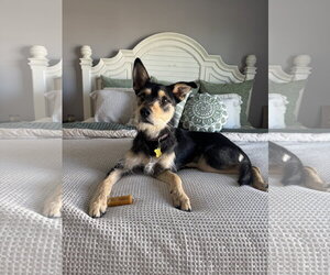 Kev - Male Mutt Dog for Adoption - Photo #6
