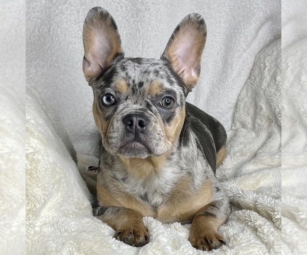 Medium Photo #2 French Bulldog Puppy For Sale in BOTHELL, WA, USA