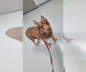 Chihuahua-Unknown Mix Dogs for adoption in St. Cloud, FL, USA
