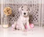 Small Photo #1 Great Dane Puppy For Sale in MOUNT VERNON, OH, USA