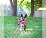 Small #10 Catahoula Leopard Dog Mix