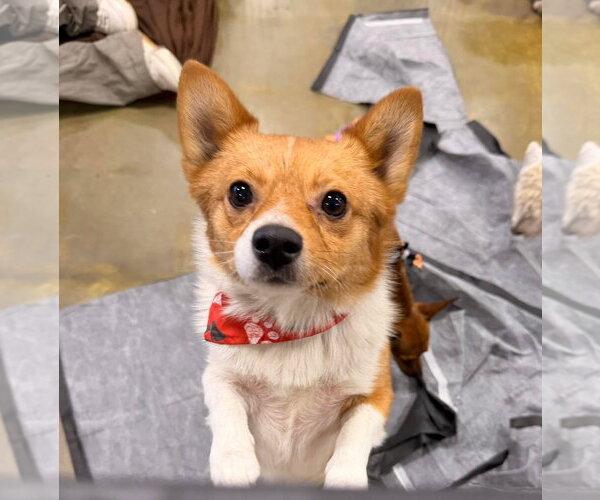 Medium Photo #1 Shiba Inu-Unknown Mix Puppy For Sale in El Centro, CA, USA