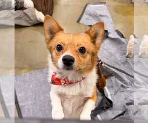 Shiba Inu-Unknown Mix Dogs for adoption in El Centro, CA, USA
