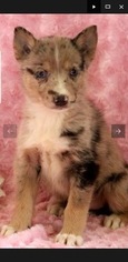 Alaskan Husky-Pomeranian Mix Puppy for sale in COCKEYSVILLE, MD, USA