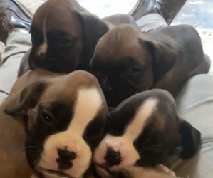 Boxer Puppy for sale in AMISSVILLE, VA, USA
