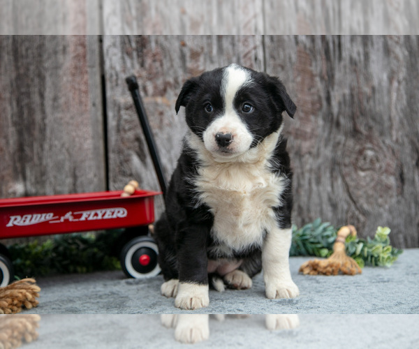 Medium Photo #18 Australian Cattle Dog-Miniature Australian Shepherd Mix Puppy For Sale in SULLIVAN, OH, USA