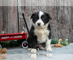 Small Photo #18 Australian Cattle Dog-Miniature Australian Shepherd Mix Puppy For Sale in SULLIVAN, OH, USA