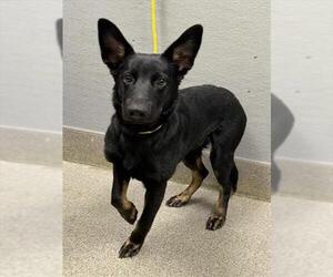 Mutt Dogs for adoption in Las Vegas, NV, USA