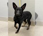 *BOLT - Male Mutt Dog for Adoption - Small photo